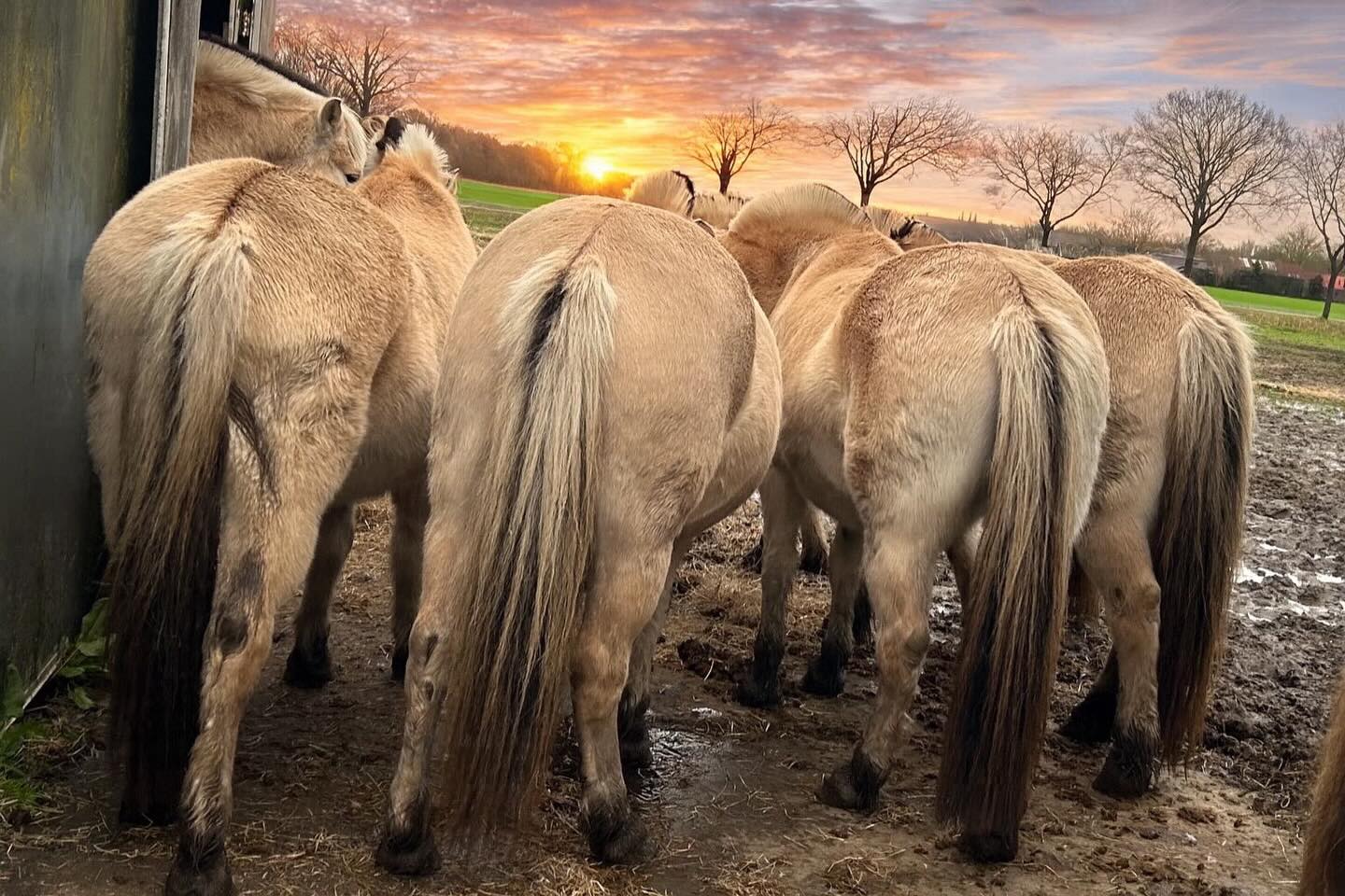 paardenpoject Samen Precies Goed.jpg